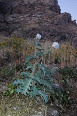 Argemone munita