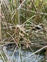 Juncus effusus