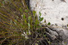 Centella difformis