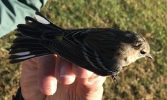 Setophaga coronata