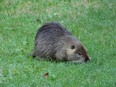 Myocastor coypus