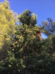 Cupressus sempervirens