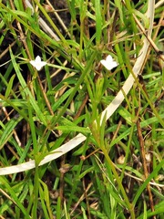 Oldenlandia herbacea herbacea