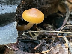 Galerina patagonica