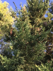 Cupressus sempervirens