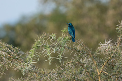 Lamprotornis chalybaeus
