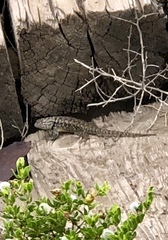 Sceloporus bimaculosus