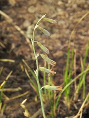Dipcadi marlothii