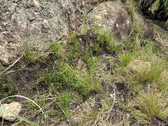 Oldenlandia herbacea herbacea
