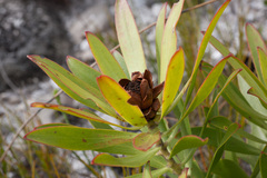 Leucadendron microcephalum
