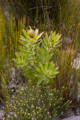 Leucadendron microcephalum