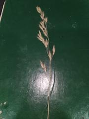 Festuca idahoensis