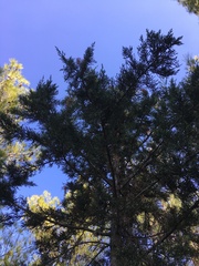 Cupressus sempervirens