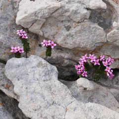 Sonderothamnus petraeus