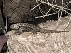 Sceloporus bimaculosus