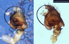 Pocadicnemis jacksoni