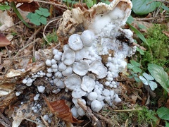 Asterophora parasitica