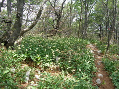 Allium victorialis
