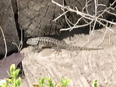 Sceloporus bimaculosus