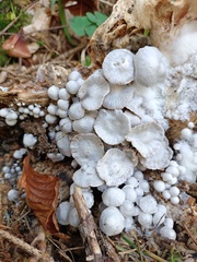 Asterophora parasitica