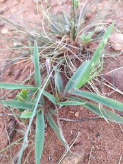 Urochloa serrata