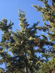 Cupressus sempervirens
