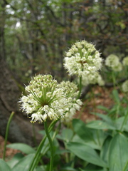Allium victorialis