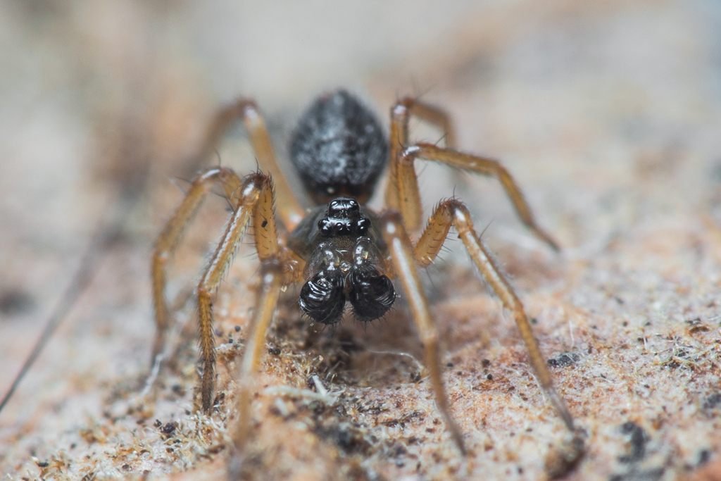Pocadicnemis