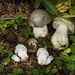 Tricholoma venenatoides - Photo (c) Mike Potts, some rights reserved (CC BY-NC-ND), uploaded by Mike Potts