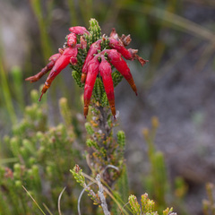 Erica monadelphia