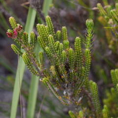 Erica monadelphia