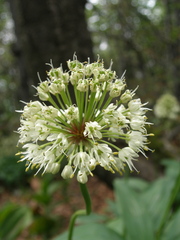 Allium victorialis
