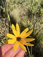 Helianthus heterophyllus