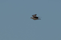 Columba guinea