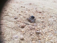 Scarabaeus intricatus