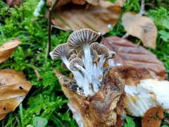 Asterophora parasitica