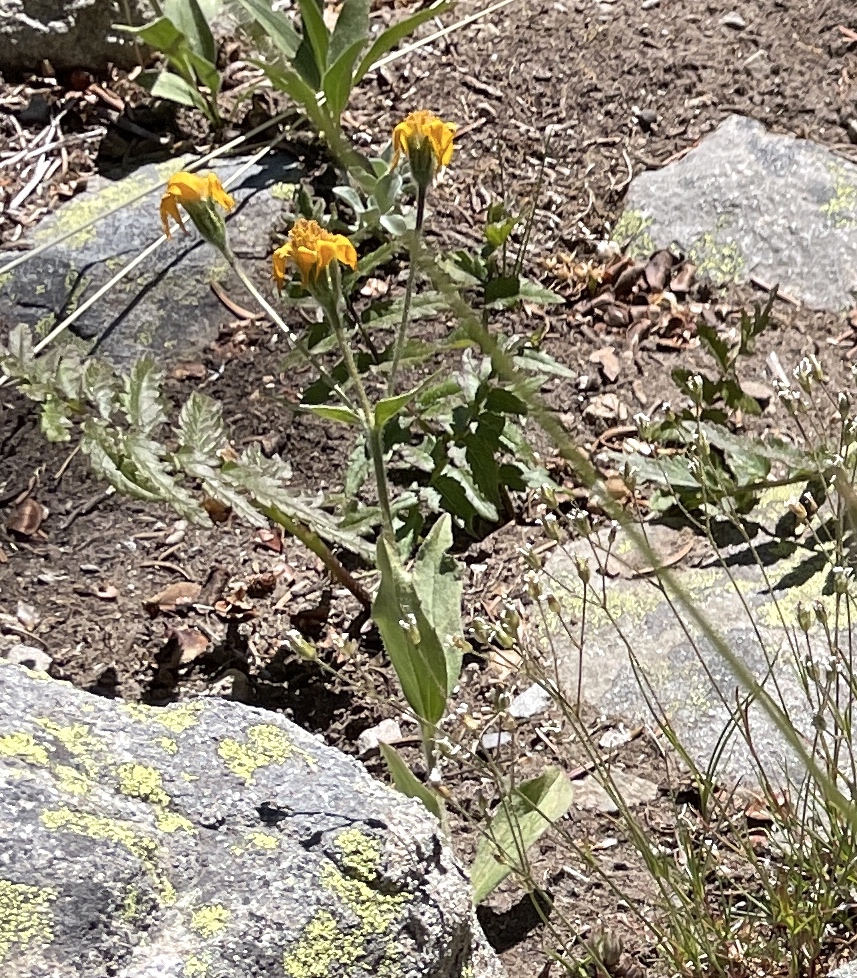 Arnica Rydbergii Greene