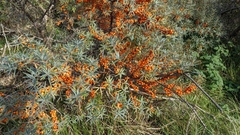 Hippophae rhamnoides