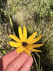 Helianthus heterophyllus