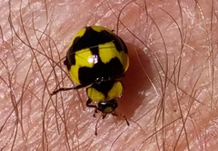 Illeis galbula