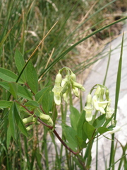 Lathyrus laevigatus occidentalis