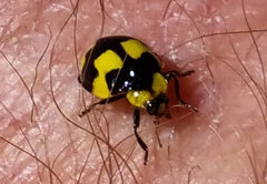 Illeis galbula