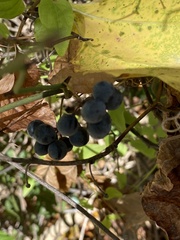 Smilax rotundifolia