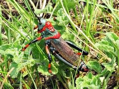 Dictyophorus spumans
