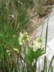 Lathyrus laevigatus occidentalis