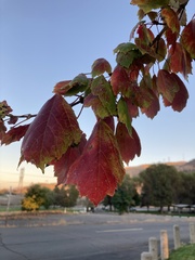 Acer ginnala