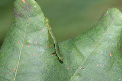 Phytometra viridaria