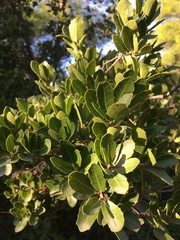 Phillyrea latifolia
