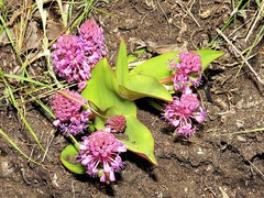 Ledebouria sandersonii image