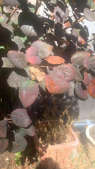 Cotinus coggygria